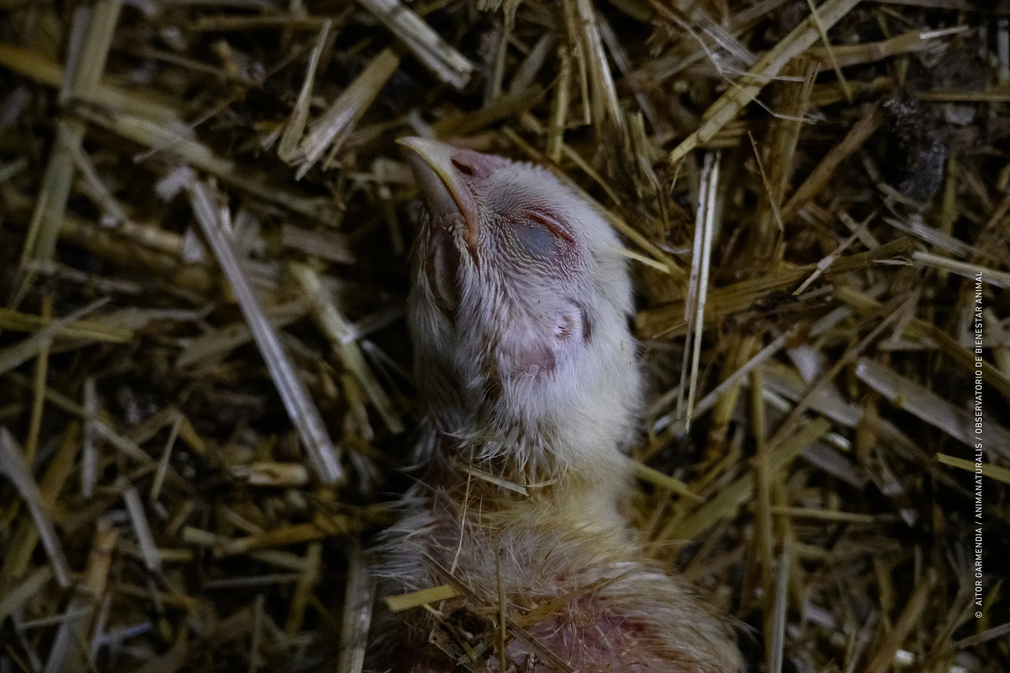 41 million never reach the slaughterhouse 41 million never reach the slaughterhouse